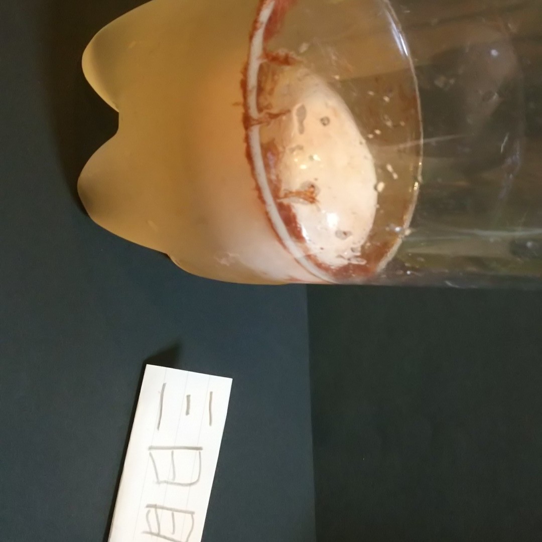 お弁当投稿