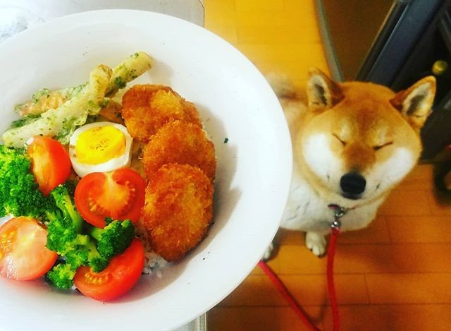 メンチカツ弁当