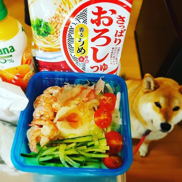 冷やしうどん弁当