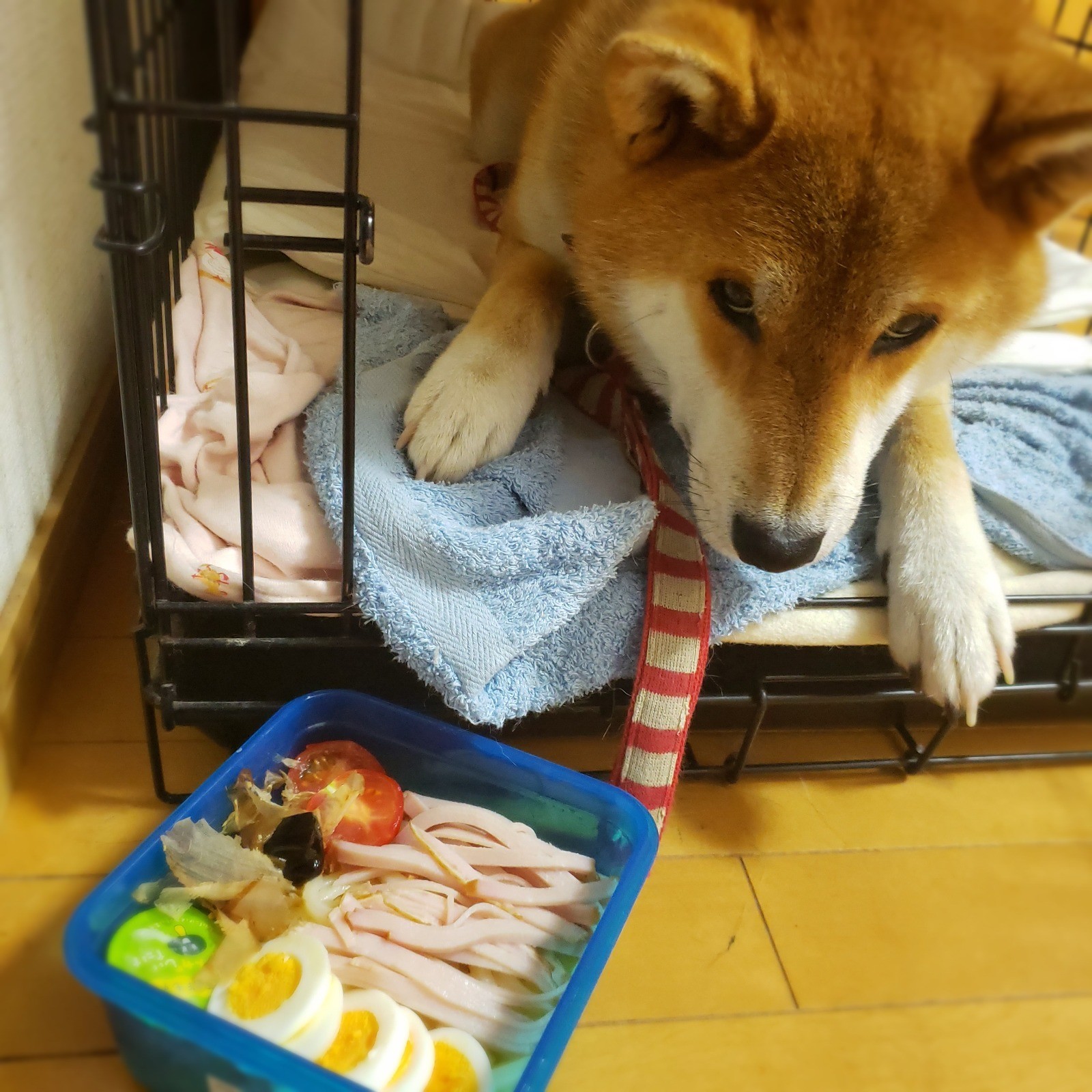 冷やしうどん弁当